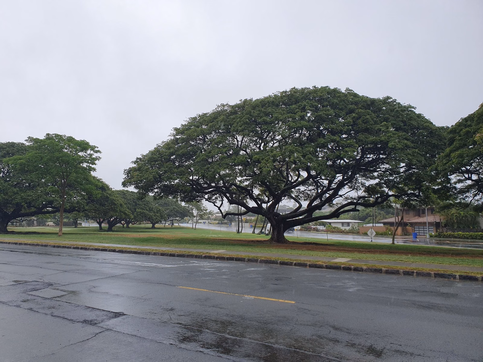 A wide monkeypod tree on the lawn of Fort Ruger Park beside Diamond Head Road